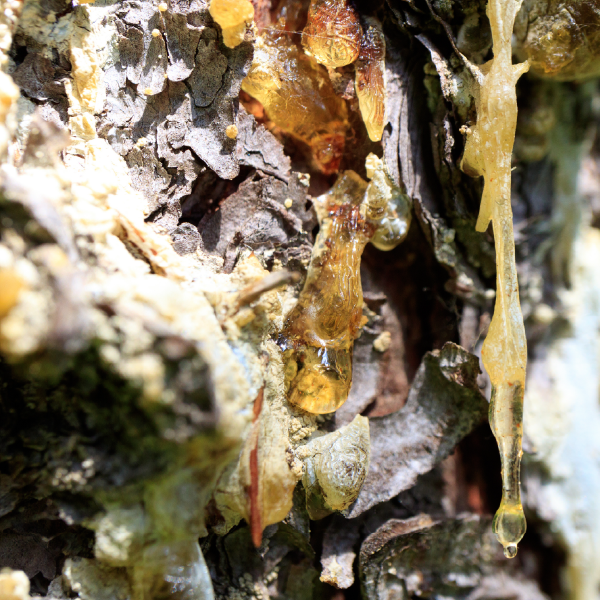 Spruce tree resin ointment