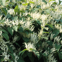 Stress tincture formula - Farmatuur