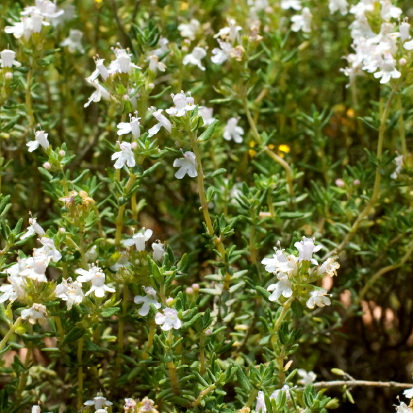 Propolis with thyme and sage