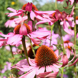 Tincture “Cold” - Farmatuur