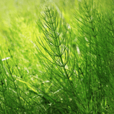 Tincture "Kidney" - Farmatuur