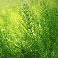 Tincture "Kidney" - Farmatuur