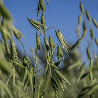 Tincture "Kidney" - Farmatuur