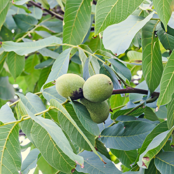 Tincture "Parasites" - Farmatuur