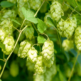 Tincture "Sedation" - Farmatuur