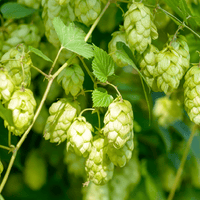 Tincture "Sedation" - Farmatuur