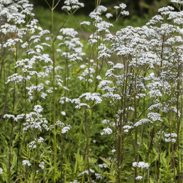 Tincture "Sedation" - Farmatuur