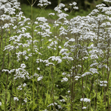 Tincture "Sedation" - Farmatuur