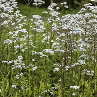 Tincture "Sedation" - Farmatuur