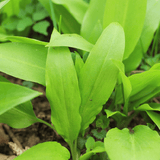 Tincture "Solanaceae" - Farmatuur