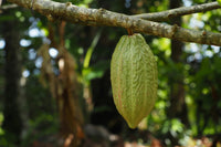 Unroasted Cacao Beans - Farmatuur