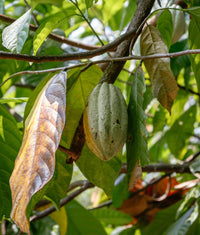 Unroasted Cacao Nibs - Farmatuur