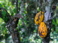 Unroasted Cacao Powder - Farmatuur