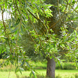 Tinctuur "Koud"