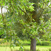 Tinctuur "Koud"